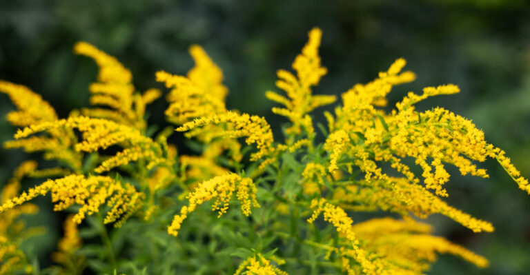 The Yellow Vermont Wildflower Wrongly Blamed For Fall Allergies