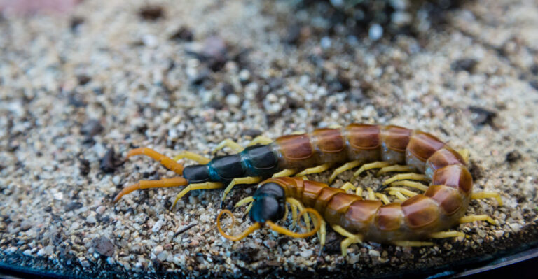 Giant Desert Centipedes (featured image)