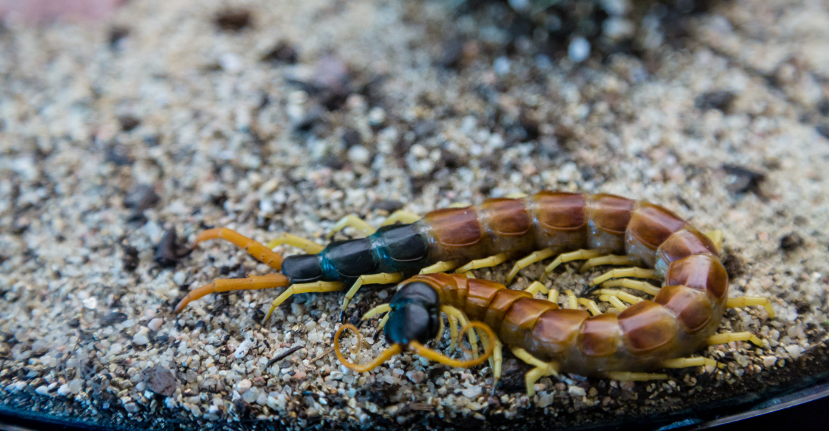 Giant Desert Centipedes (featured image)