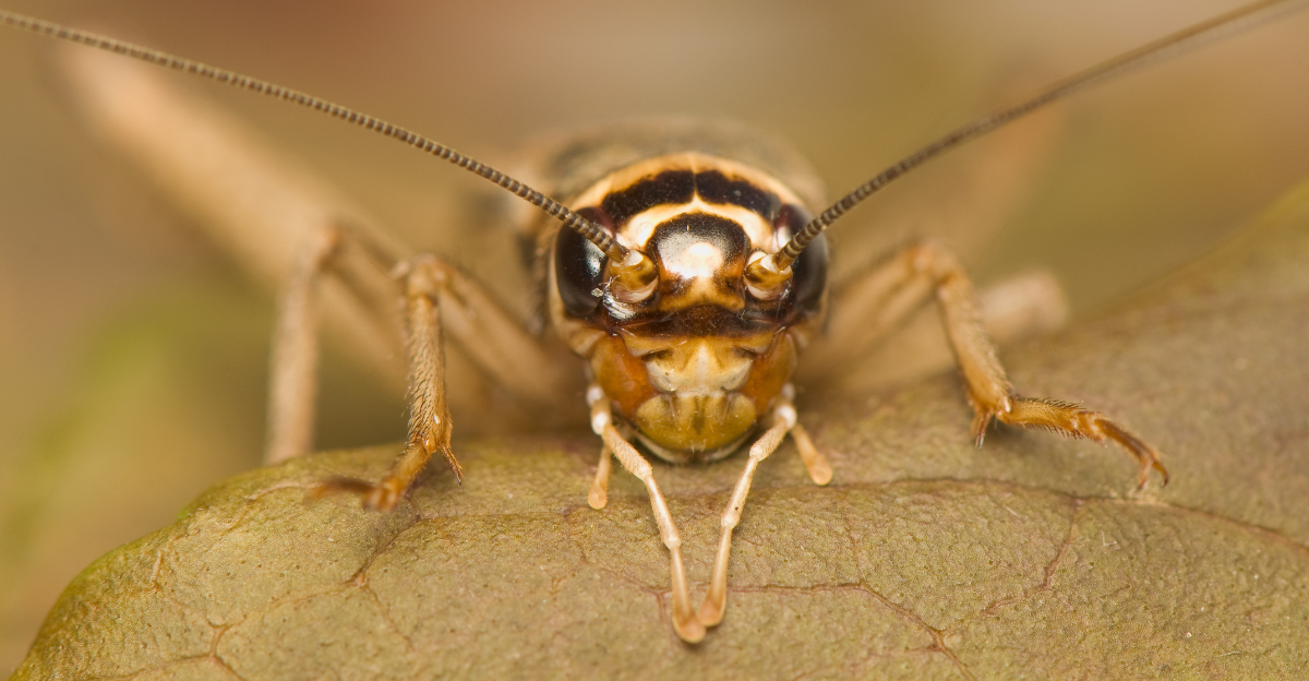 Cricket (featured image)