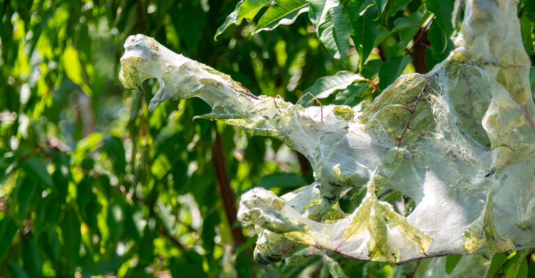 What It Means When These Silky Nests Take Over Your Maryland Trees