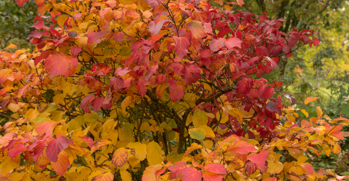 Fothergilla (featured image)