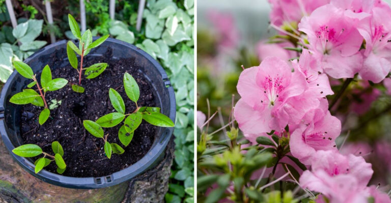 How Georgia Gardeners Can Propagate Azaleas From Cuttings In August