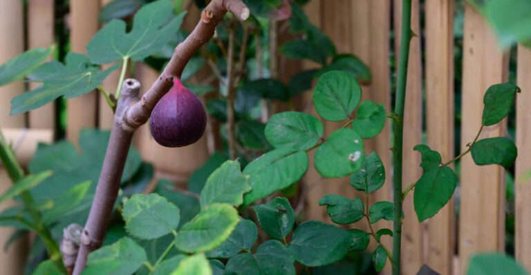 Can You Pick Fruit Hanging Over Your Fence From A Neighbor’s Tree In Oregon?