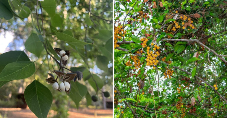 These Invasive Shrubs Are Being Banned In More Florida Counties This Fall