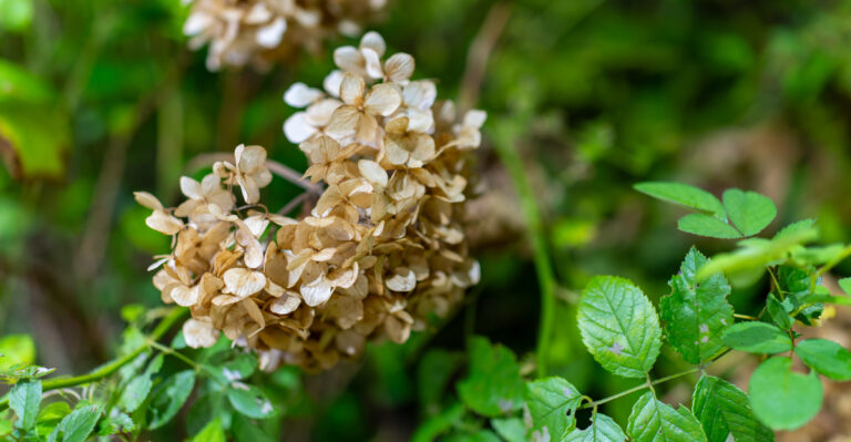 browning hydrangea