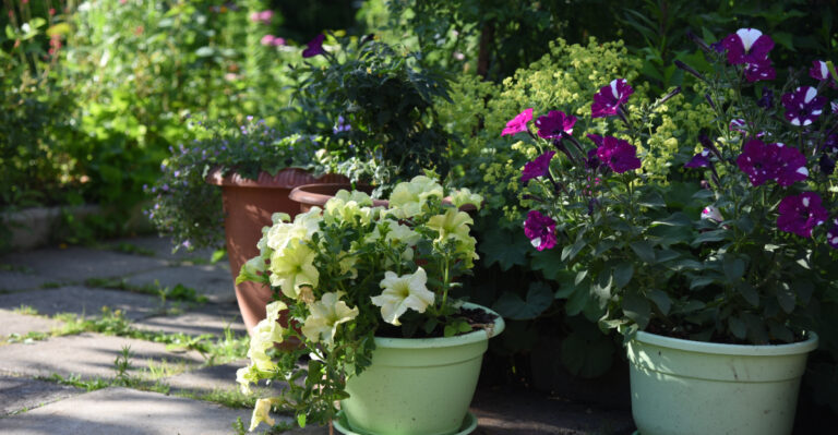 How To Keep Oregon Container Plants Alive Through This Week’s Heat