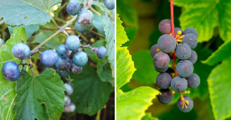 Don’t Confuse Porcelain Berry With Wild Grapes This September