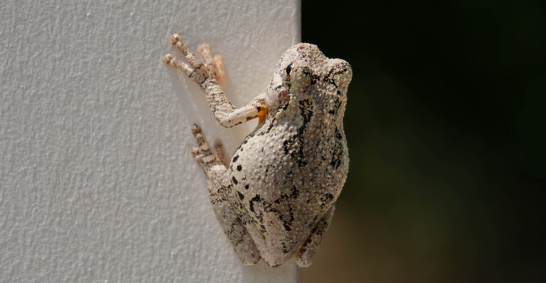 What Those Storm-Day Frogs On Your Wisconsin Porch Are Really Telling You