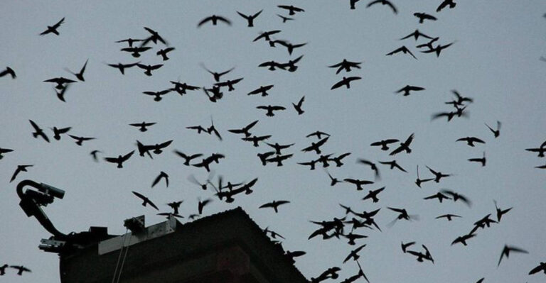 Why Hundreds Of Birds Are Funneling Into New York Chimneys At Dusk Right Now