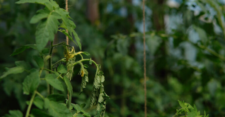 Wilted Tomato Plant