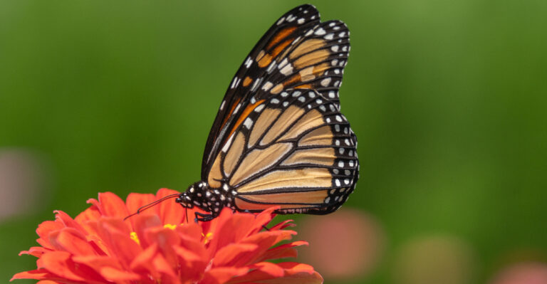 The Real Reasons Butterflies Are Avoiding Your Garden
