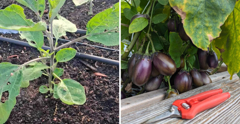 Why Pruning Wet Ohio Eggplants After Storms Is The Smartest Thing To Avoid
