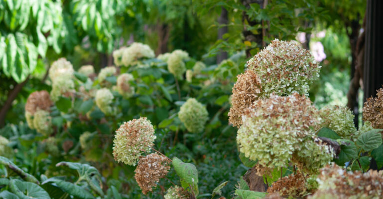 What Oregon Hydrangeas Need In September Before Fall Rain Returns