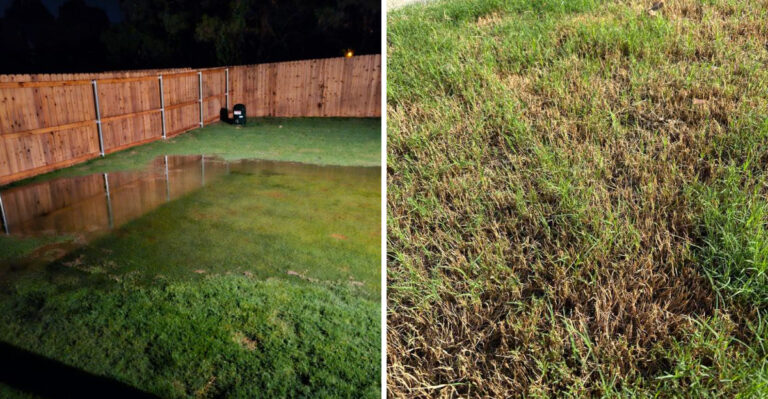 Pennsylvania Lawns Need This Before Fall Or Fungus Spreads