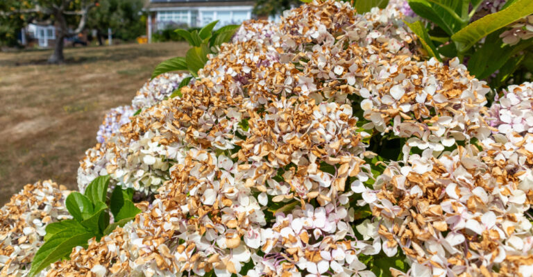 Why Hydrangea Flowers Turn Brown Overnight And What To Do About It