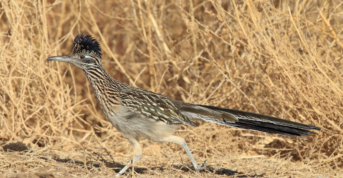 Roadrunner (featured image)