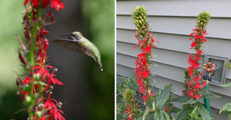 The Most Underrated North Carolina Native Plant For A Birdbath Edge That Stays Splashy All Summer