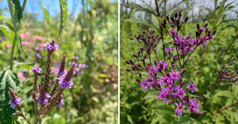 Native Georgia Plants That Pull In Dragonflies And Keep Mosquitoes Down