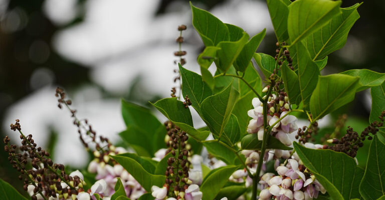 Pongamia pinnata