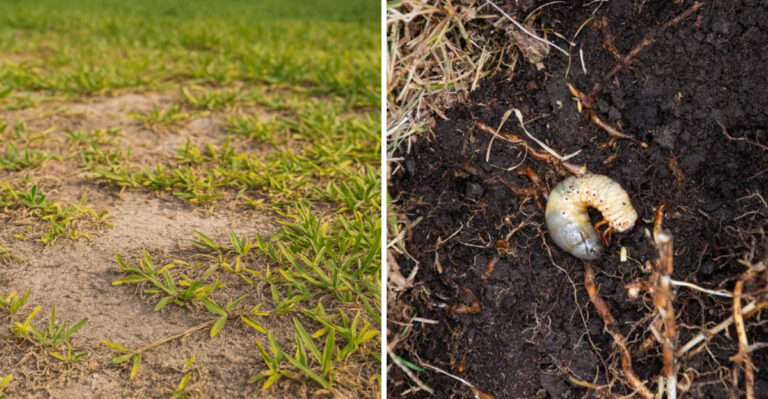 Why Florida Grub Damage Shows Up In August Lawns Before You See It Above Ground
