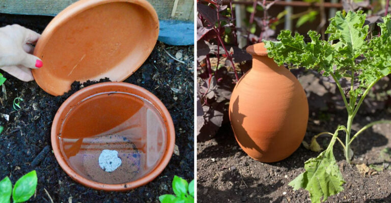 Why Arizona Gardeners Are Burying Mini Ollas In Vegetable Buckets