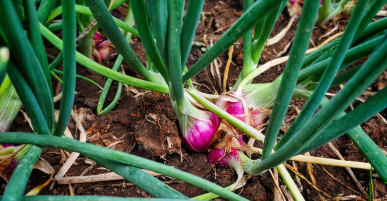 Why Michigan Gardeners Plant Shallots In Fall For A Spring Head Start