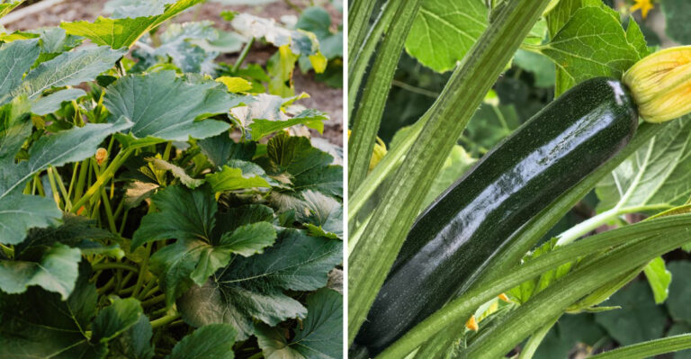 What Sudden Overnight Zucchini Growth In Indiana Says About Your Garden Conditions