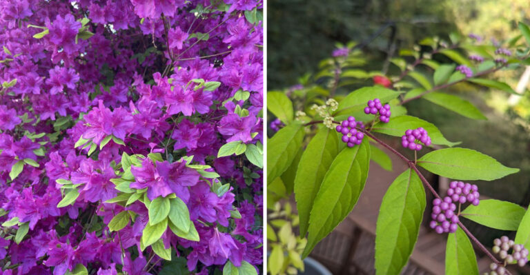 The Pennsylvania Shrubs To Prune In August And The Ones To Leave Alone
