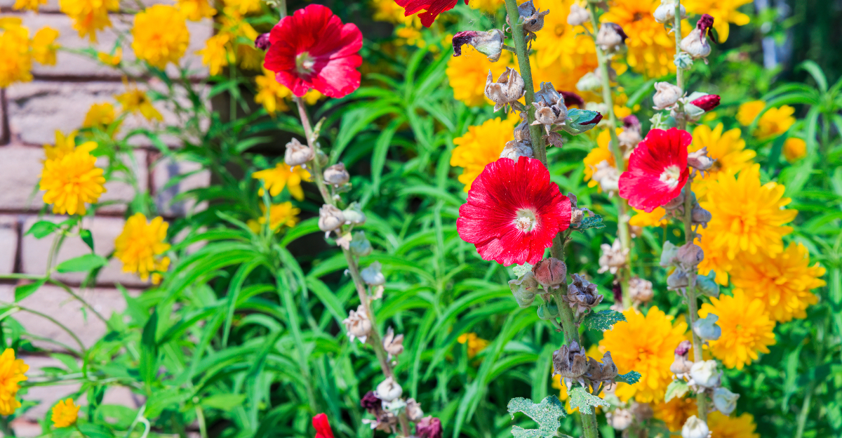 hollyhocks