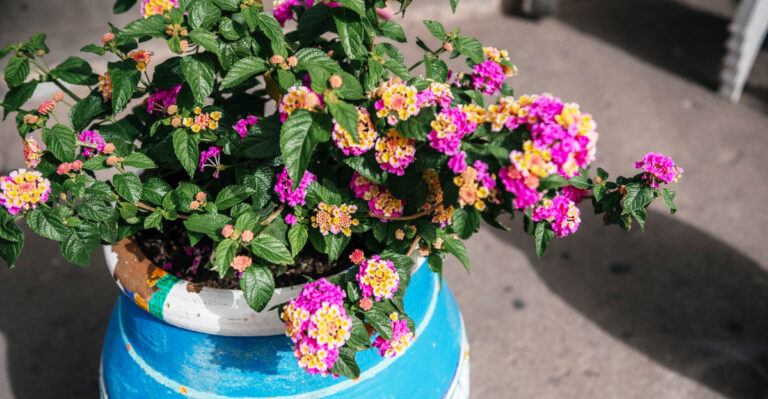 10 Lantana Tasks Worth Doing This Summer For A Stronger Fall Bloom In Alabama