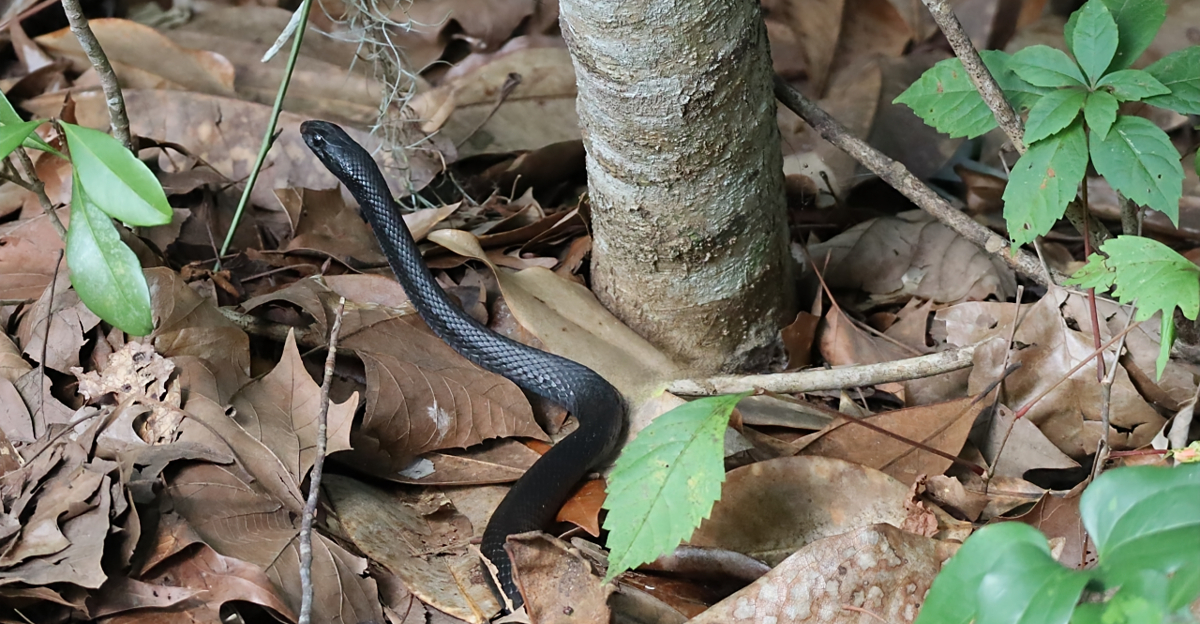 black racer