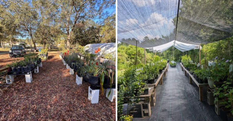 8 North Florida Native Plant Nurseries Worth Turning Into A Weekend Drive