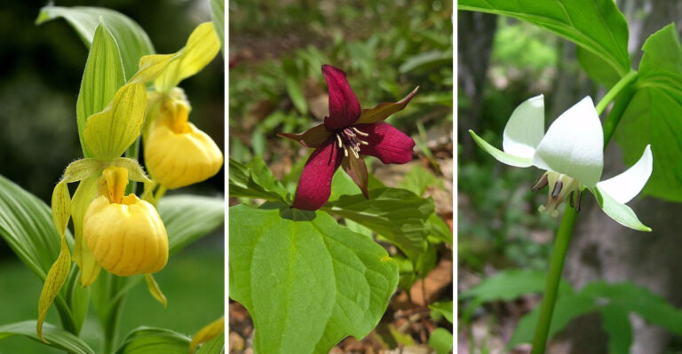 These New York Native Plants Are Too Rare To Touch