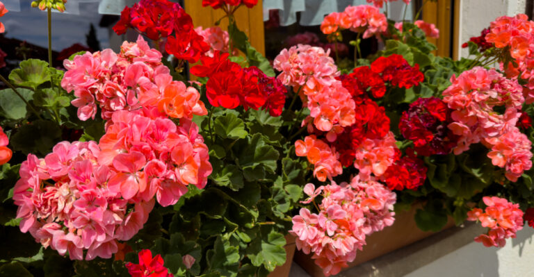 Simple Tricks To Keep Geraniums Blooming Through The August Heat