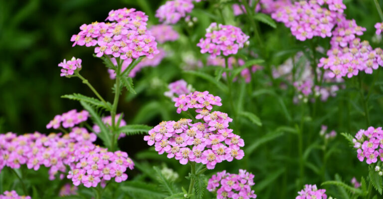 yarrow