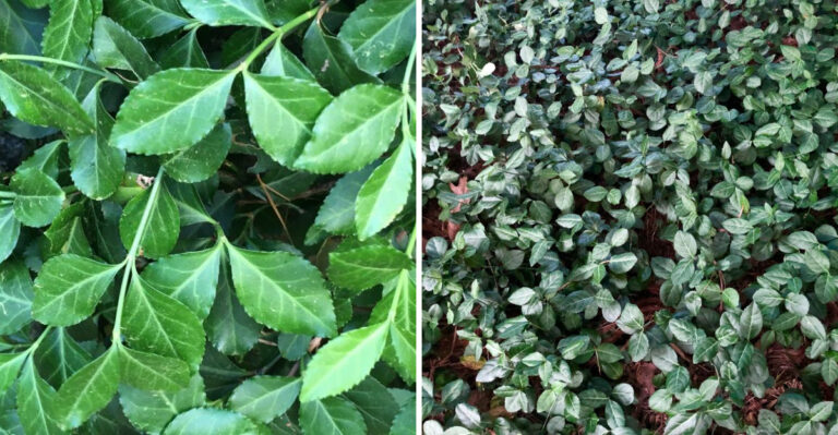 The Invasive Shrub North Carolina Gardeners Should Remove Before It Roots From Every Broken Piece