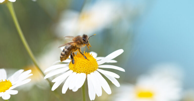 Early August Steps Missouri Homeowners Can Take To Give Native Bees A Fighting Chance