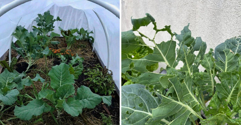 The Cabbage Worm Mistakes Making Fall Brassica Problems Worse In Ohio