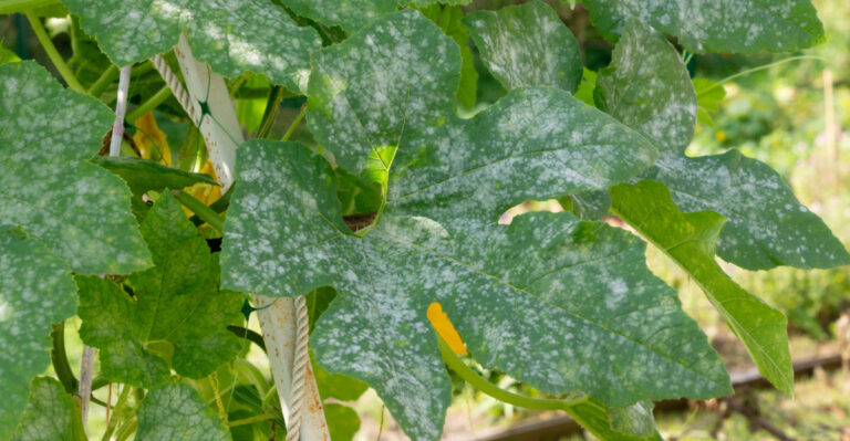 Why White Powder Is Spreading Across Your Wisconsin Squash Leaves, And What Actually Works