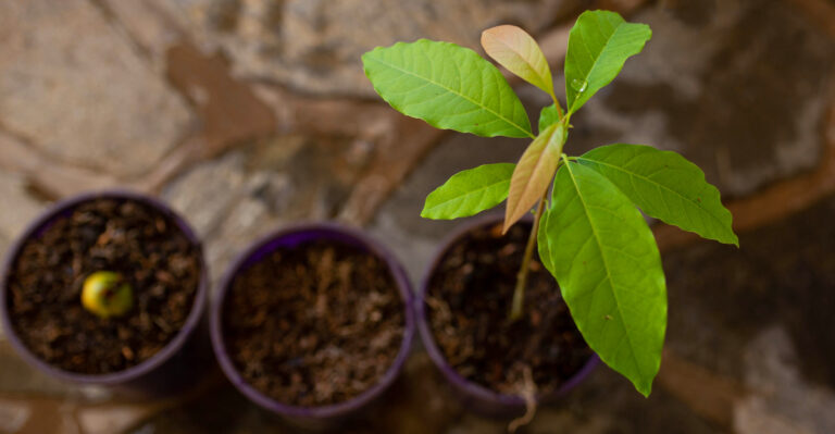 What To Do When California Potted Avocados Keep Wilting By Afternoon