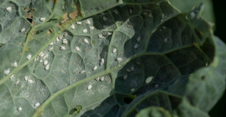 How To Keep Whiteflies From Destroying Your Newly Planted Georgia Cabbage
