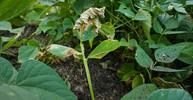 leaf burns