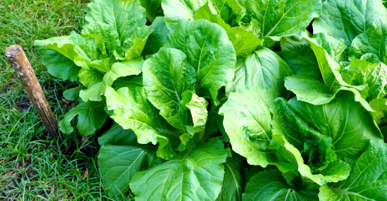 Plant These Overwintering Vegetables In Oregon Before September Closes The Window