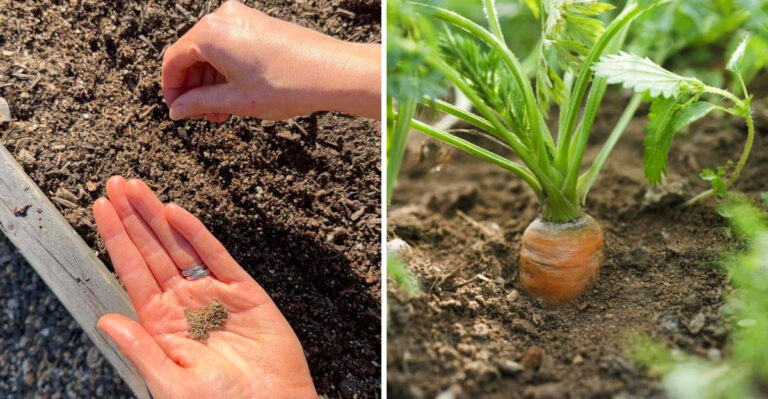 When Texas Gardeners Should Plant Carrots For The Best Harvest