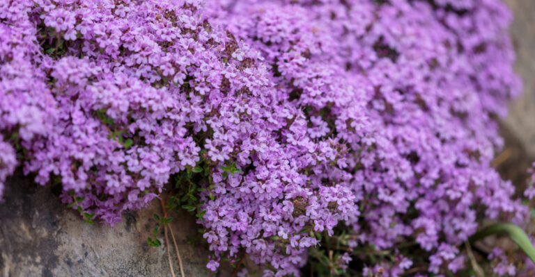 The California Groundcovers That Stop Weeds Along Driveways Without Any Spraying