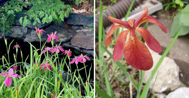 A Native Treasure Blooms In Louisiana And Almost Nowhere Else In The World