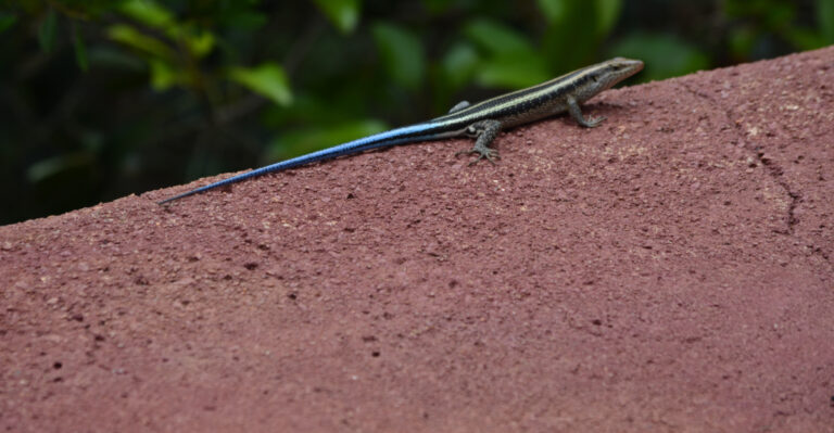 These Blue-Tailed Lizards Are Turning Up In Oklahoma Gardens More Often