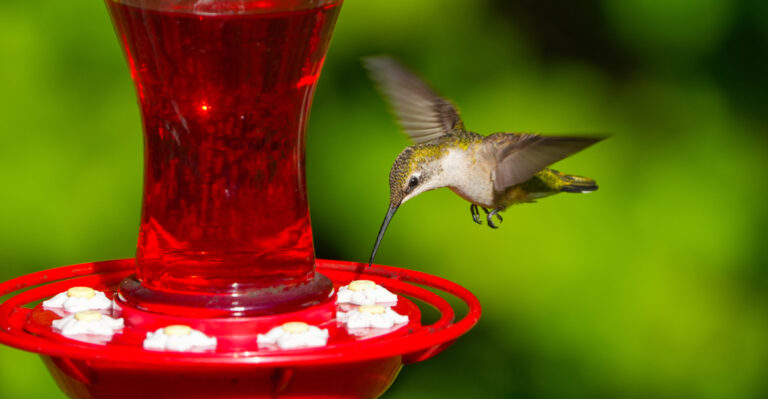 What It Means When Hummingbirds Swarm Your Georgia Feeders In Late Summer