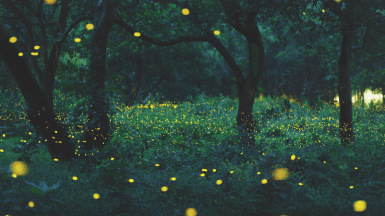 The One Thing North Carolina Fireflies Need In Your Yard This Fall Or Next Summer’s Show Fades